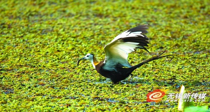 In photos: nesting of pheasant-tailed jacanas documented in Wuxi