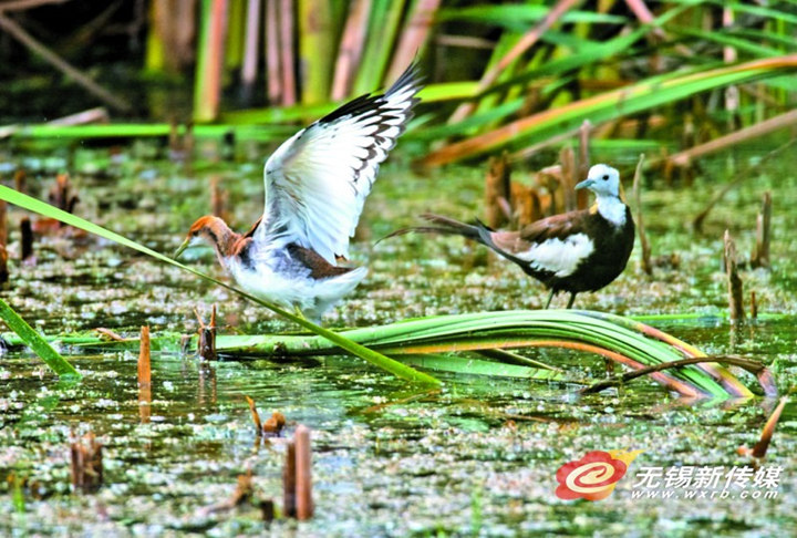 In photos: nesting of pheasant-tailed jacanas documented in Wuxi