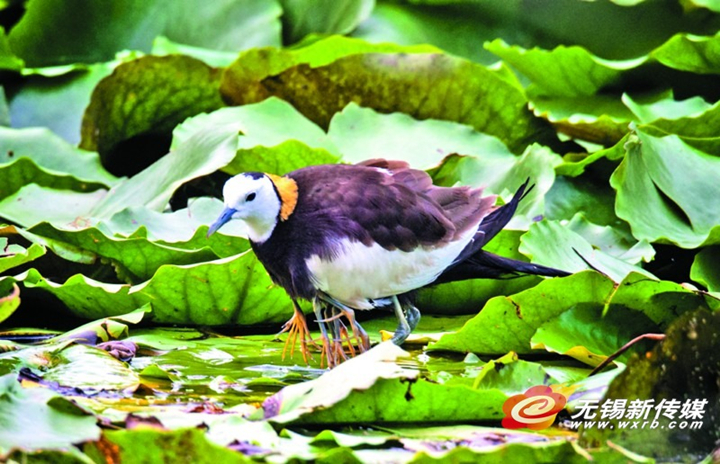 In photos: nesting of pheasant-tailed jacanas documented in Wuxi
