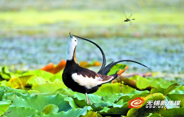In photos: nesting of pheasant-tailed jacanas documented in Wuxi