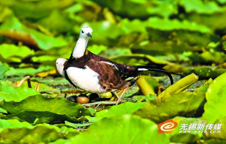 In photos: nesting of pheasant-tailed jacanas documented in Wuxi