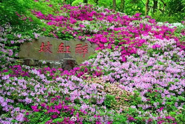 Azalea garden in Wuxi gains national fame