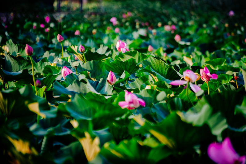 Lotus flowers brighten Wuxi in summer