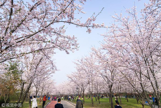 Cherry blossom season arrives in Jinkui Park