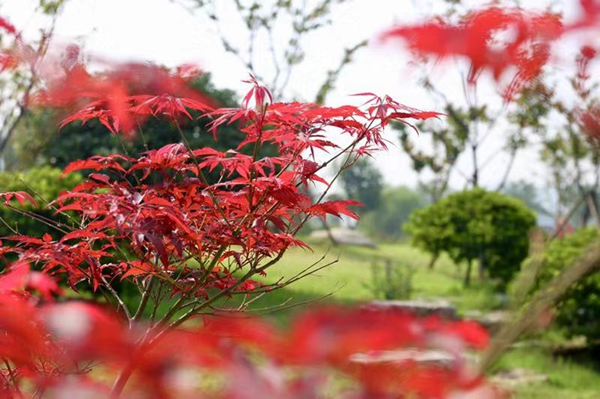 China's first flower-themed recreation area unveiled in Wuxi