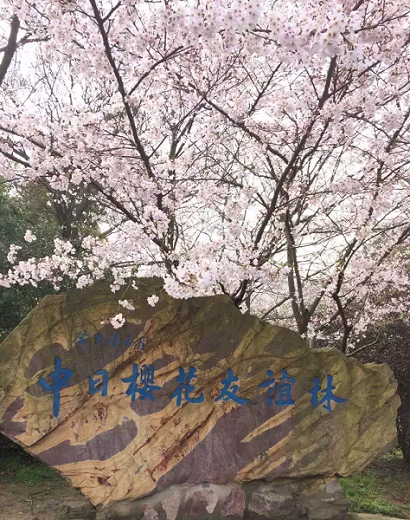Cherry plantation marking Sino-Japanese friendship blooms in 30th year