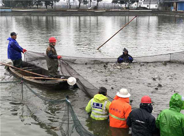 Wuxi fishermen haul up nethauling in nets for Spring Festival
