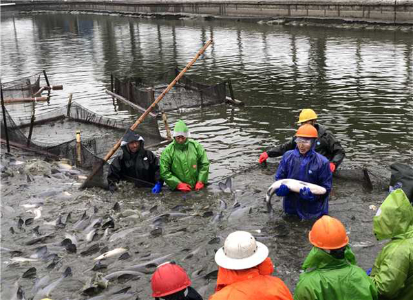 Wuxi fishermen haul up nethauling in nets for Spring Festival