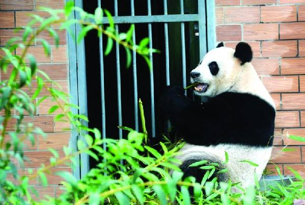 Panda sisters extend their stay in Suzhou