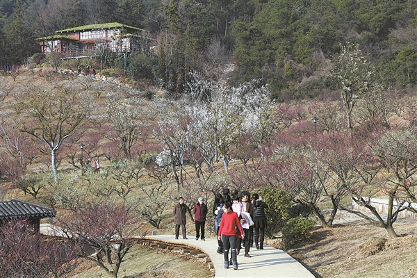 Plum blossoms spring to life in Xiangshan