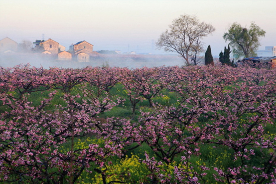 Peach blossoms spruce up Fenghuang Mountain