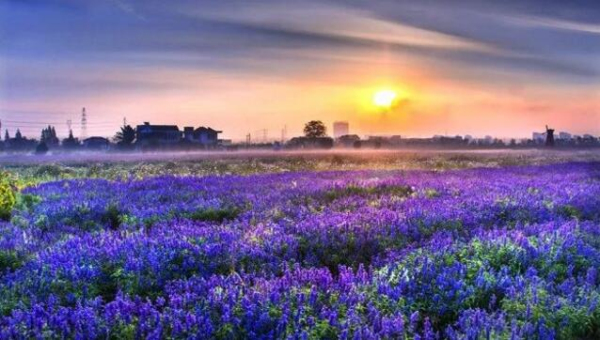 Encounter a flowery Zhangjiagang in spring