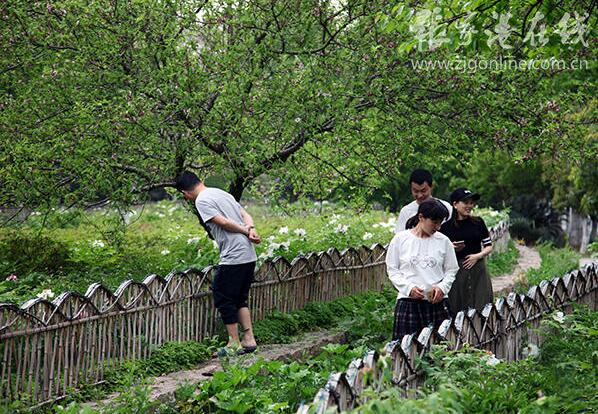 Blooming peony flowers in Jiyang Lake attract visitors