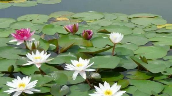 Water lilies bloom at Jiyang Lake