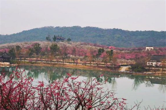 Plum blossoms in full bloom at Xiangshan Mountain