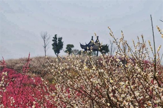 Plum blossoms in full bloom at Xiangshan Mountain