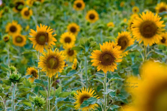 Xiangshan Mountain embraces a sea of sunflowers