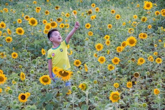Xiangshan Mountain embraces a sea of sunflowers