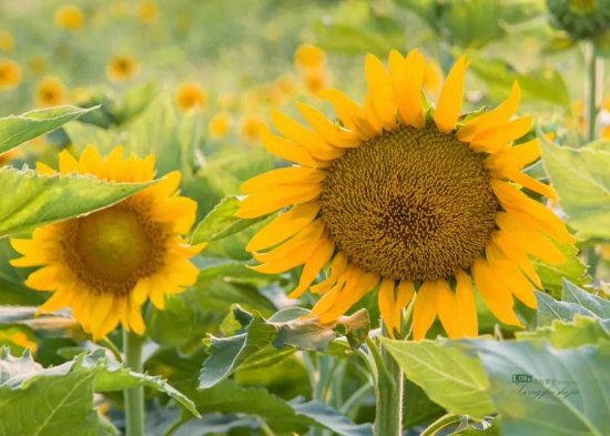 Xiangshan Mountain embraces a sea of sunflowers