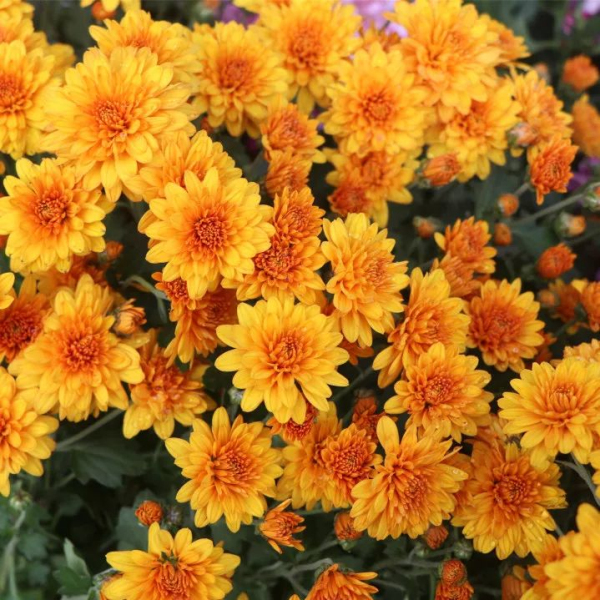 Chrysanthemum flowers brighten up port city in autumn