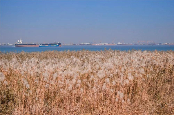 Reed flowers seen blooming in port city