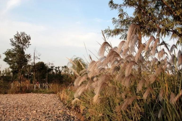 Reed flowers seen blooming in port city