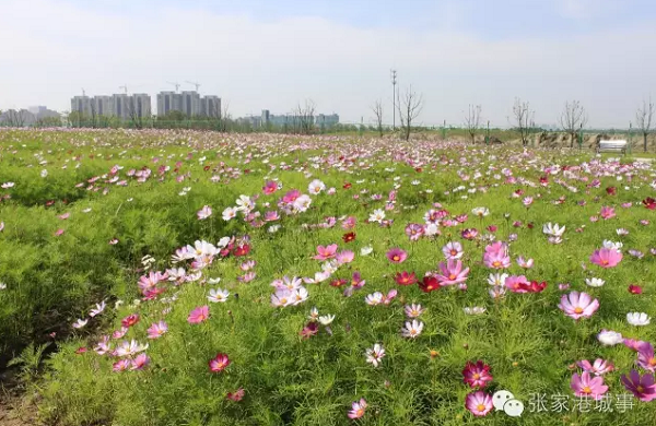 Flowers in gorgeous bloom at Vanilla Garden