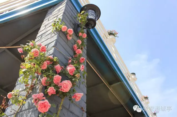 Flowers in gorgeous bloom at Vanilla Garden