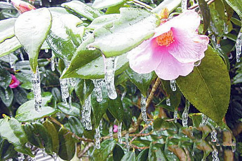 Icicles appear in Jinggang Mountain