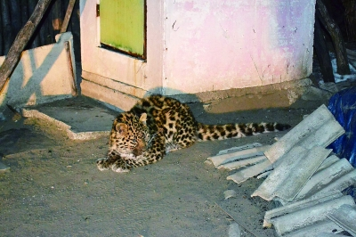 World's most endangered cat visits NE China