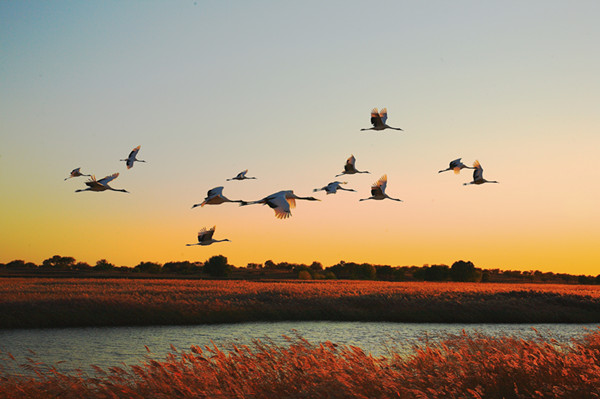 Xianghai national nature reserve