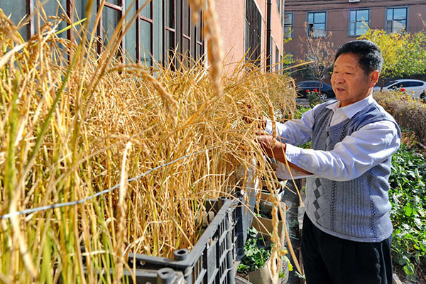 Senior citizen harvests crops on his balcony