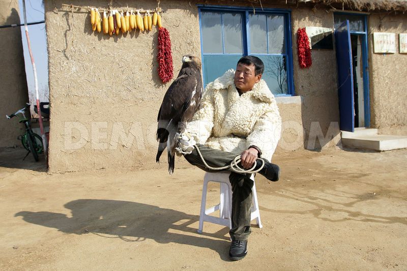 Falconry in Wulajie Manchu town