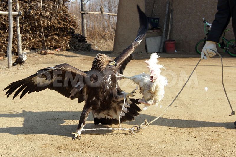 Falconry in Wulajie Manchu town