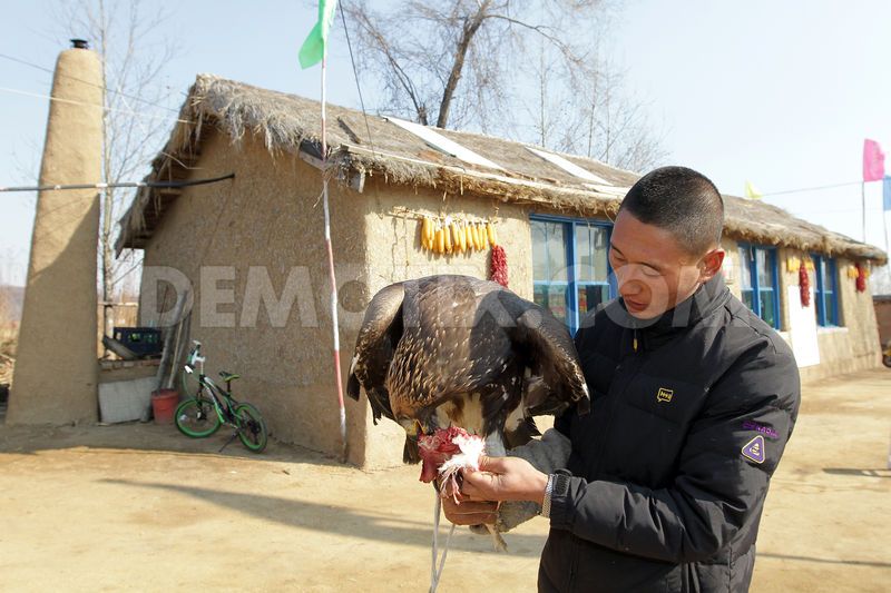 Falconry in Wulajie Manchu town