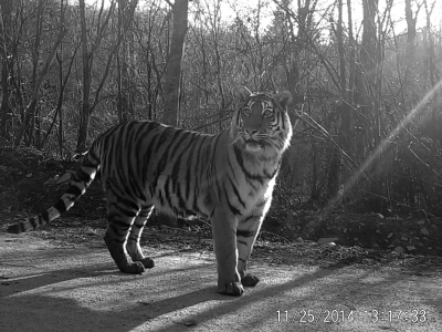 Wild Siberian tiger caught on video