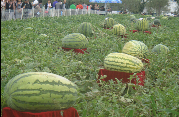 Jilin agriculture fair brings stunning returns