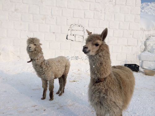 Alpaca in Changchun attracts public’s attention