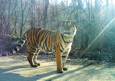 Special: Jilin’s ecology is important to wild animals