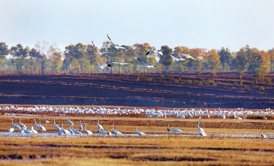 Special: Jilin’s ecology is important to wild animals