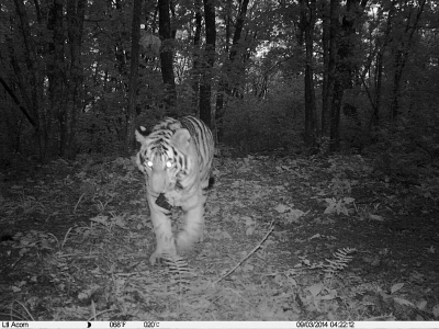 Siberian tiger family spotted in the wilds of NE China