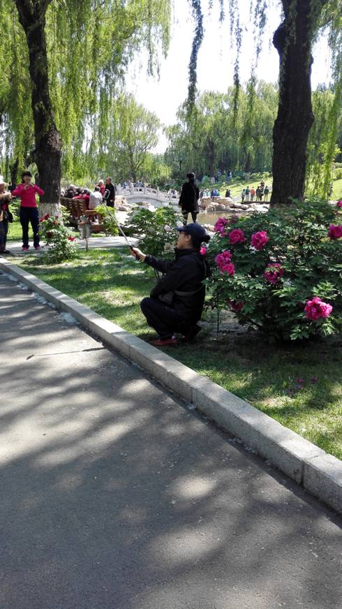 Peony exhibit delights NE China