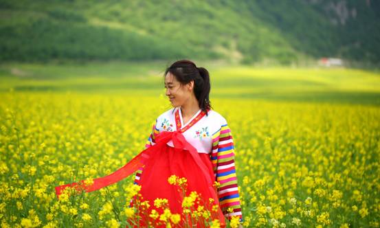 Rapeseed flowers blossoming in NE China