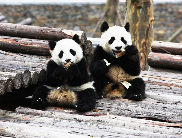 Panda pair expected in Jilin soon