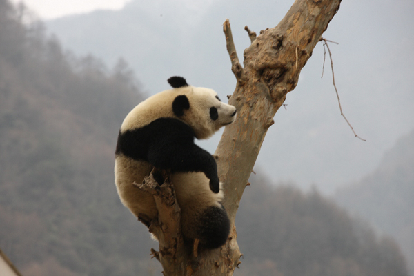 Panda pair expected in Jilin soon