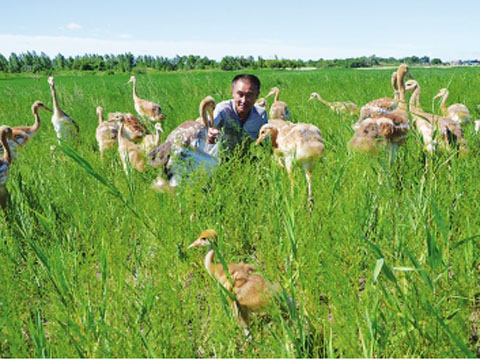 NE China’s success in red-crowned crane breeding project