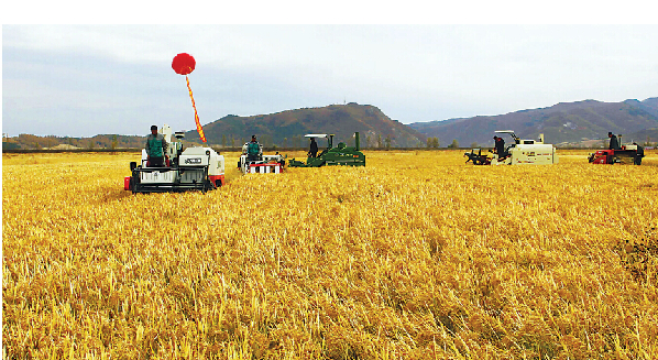 Late autumn harvest in NE China