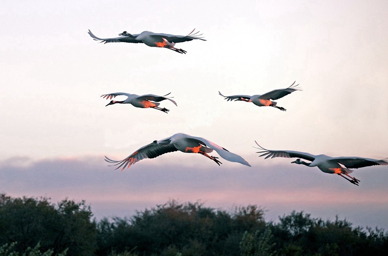 Paradise of bird: Xianghai National Nature Reserve