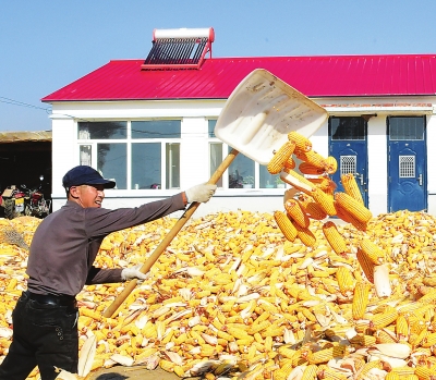 Bumper harvest in NE China