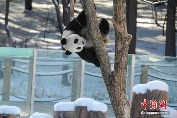 Pandas spending their first winter in cold NE China
